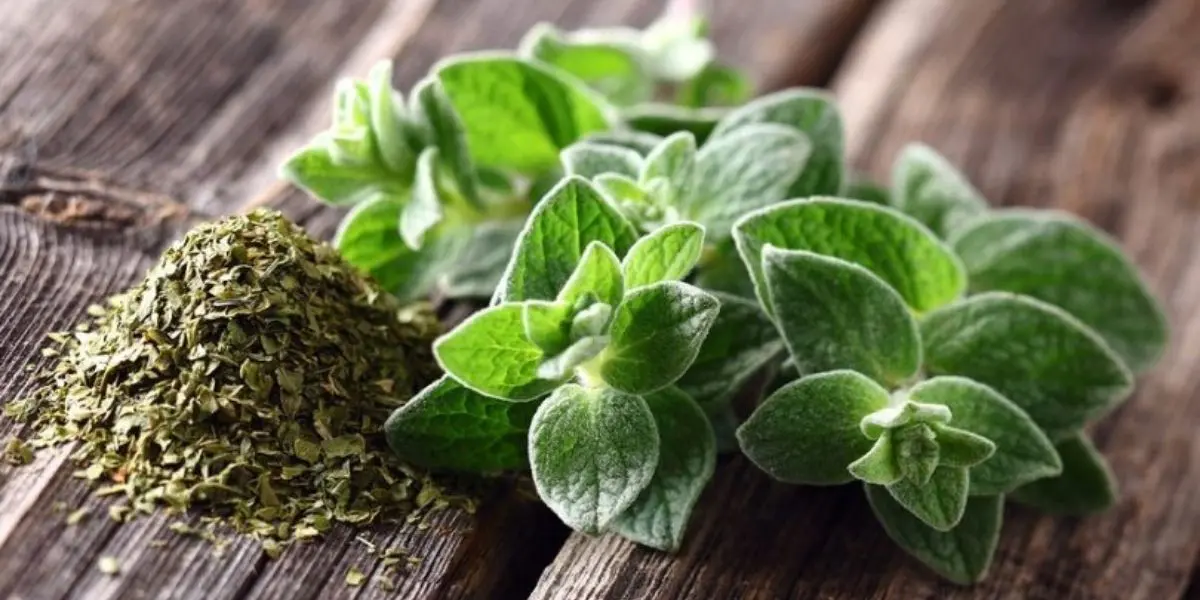 Ρίγανη (Origanum vulgare) - 3
